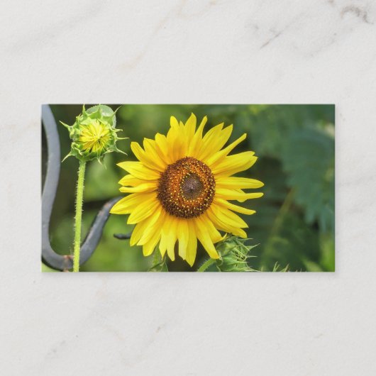 ひまわり 名刺 (正面)