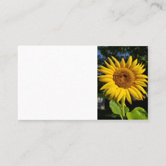 ひまわり 名刺 (正面)