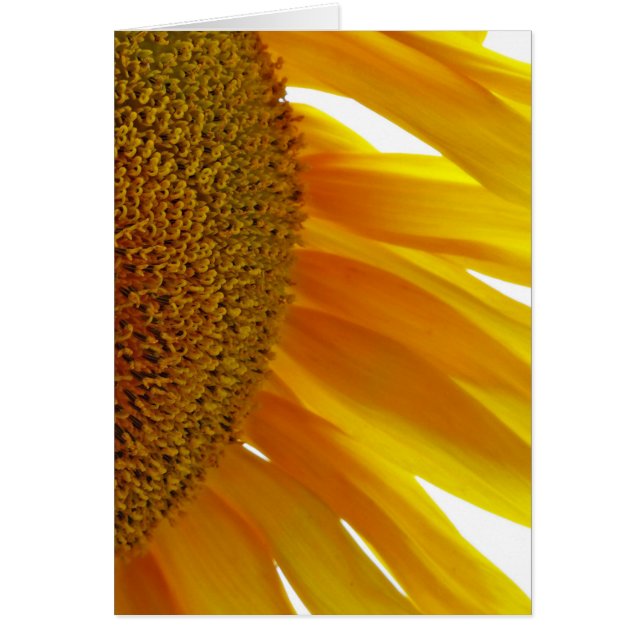 ひまわり（昆虫）マルハナバチ (正面)