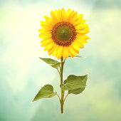 ひまわり 花 ウィンドウ クリング ウィンドウサイン (シート3)