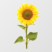 ひまわり 花 ウィンドウ クリング ウィンドウサイン (シート)