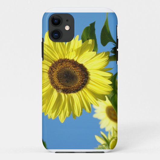 ひまわり iPHONE 5 カバー 黄色いひまわり (裏面)