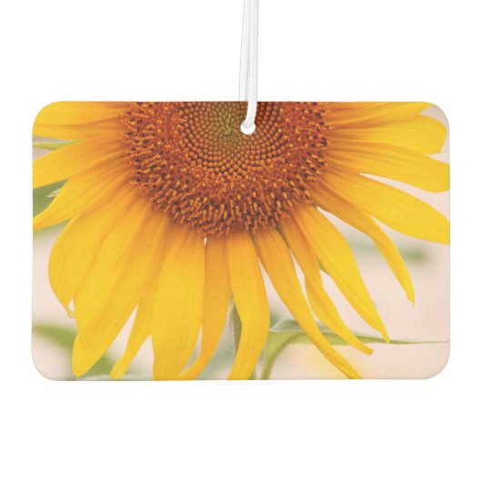 ひまカスタマイズ花空気清浄剤 カーエアーフレッシュナー (裏面)