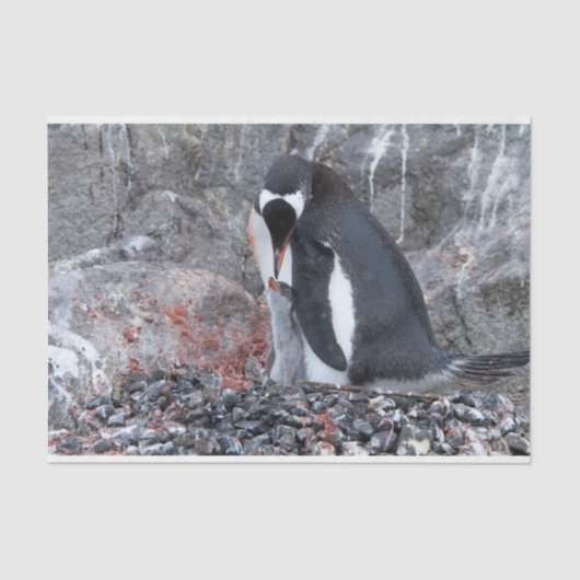 ひよこのある鼠径部 薄葉紙 (正面)