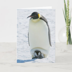 ひよこのメッセージカードを持つコウテイペンギン カード