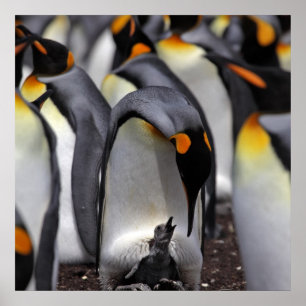 ひよこを持つキングペンギン ポスター