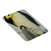 ひよこを見るペンギン マグネット (右側)