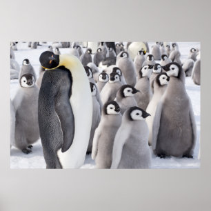 ひよこポスターを持つコウテイペンギン ポスター