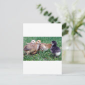 ひよこ ポストカード (スタンド正面)