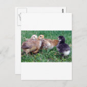 ひよこ ポストカード (正面/裏面)