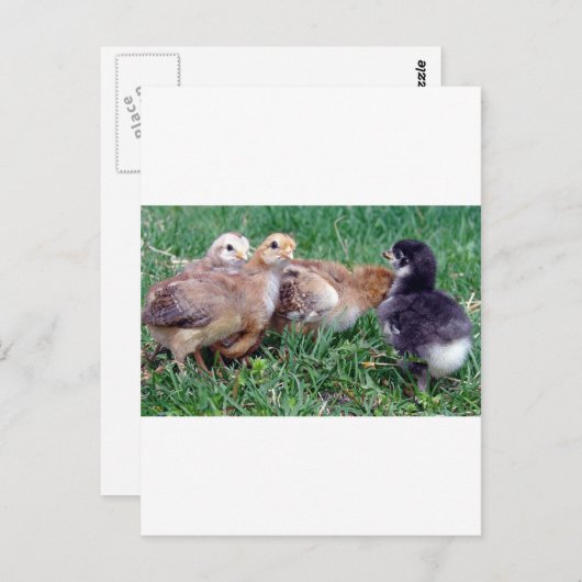 ひよこ ポストカード (正面/裏面)