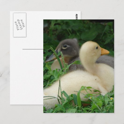 ひよこ ポストカード (正面/裏面)