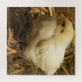 ひよこ,動物,鳥,農場,可愛い,パズル, ジグソーパズル (横)
