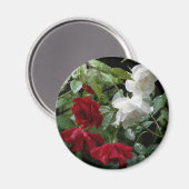 びしょぬれのバラ花 マグネット (正面/裏面)