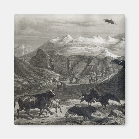 ふくらはぎがコンドルに襲われる マグネット (正面)