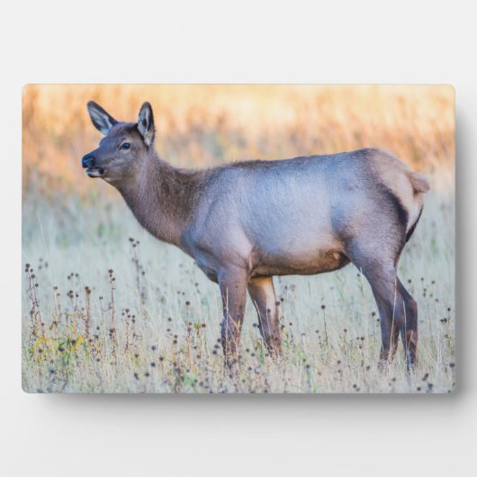 ふくらはぎエルク |ワイオミング州マディソンジャンクション フォトプラーク (正面)