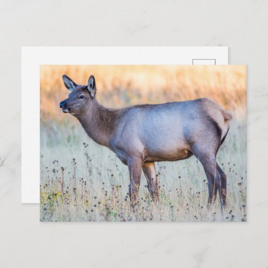 ふくらはぎエルク |ワイオミング州マディソンジャンクション ポストカード (正面/裏面)