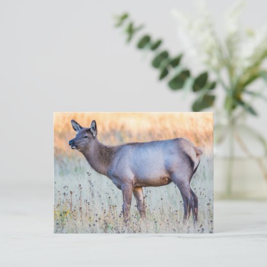 ふくらはぎエルク |ワイオミング州マディソンジャンクション ポストカード (スタンド正面)