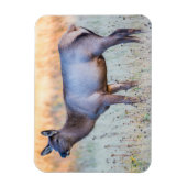 ふくらはぎエルク |ワイオミング州マディソンジャンクション マグネット (縦)