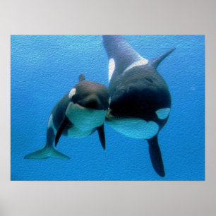 ふくらはぎ付きオルカクジラ ポスター