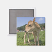 ふくらはぎ立ち マグネット (正面/裏面)
