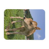 ふくらはぎ立ち マグネット (横)
