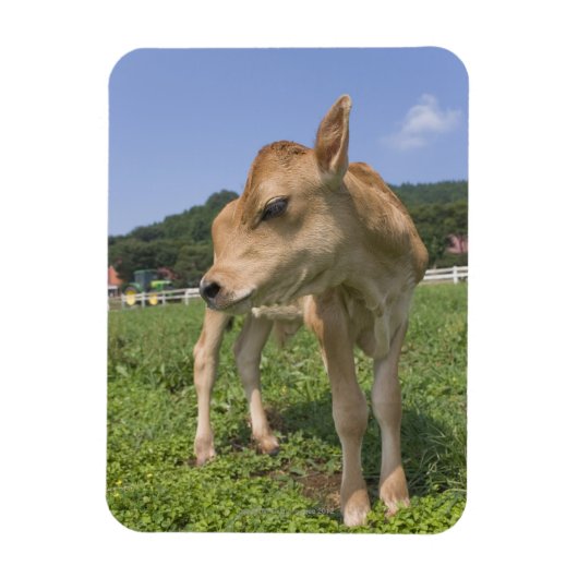 ふくらはぎ立ち マグネット (縦)
