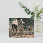 ふくらはぎ2頭のムース牛 ポストカード (スタンド正面)