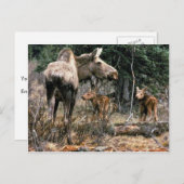 ふくらはぎ2頭のムース牛 ポストカード (正面/裏面)