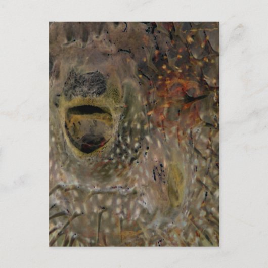 ふぐ事件 ポストカード (正面)