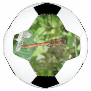 ふつうのダータートンフライのサッカーボール サッカーボール