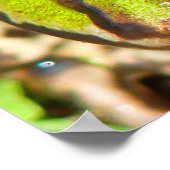 ふつうの水かえるカエル ポスター (角)