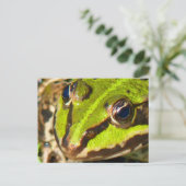 ふつうの水かえるカエル ポストカード (スタンド正面)