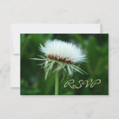 ふわっかわいらしふわの白い植物種子ヘッドRSVPカード 出欠カード (裏面)