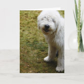 ふわふわしたフリジーの悪いヘアデイドッグ カード (正面)