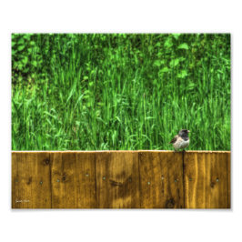 ふわふわした鳥 フォトプリント           