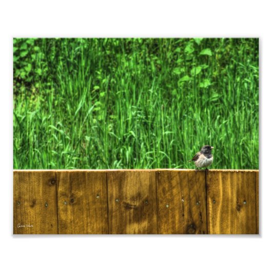 ふわふわした鳥 フォトプリント            (正面)