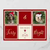 ふわふわで真っ赤な金箔の写真の犬 箔シーズンカード (正面)