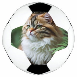 「ふわふわと可愛い子どもたち – ぽちゃぽちゃのペルシャ猫» サッカーボール