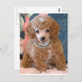 ふわふわのアプリコットプードルの子犬 ポストカード (正面/裏面)