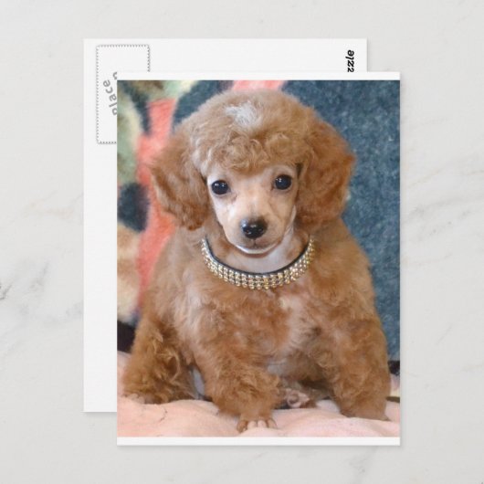ふわふわのアプリコットプードルの子犬 ポストカード (正面/裏面)