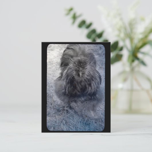 ふわふわのシルキー・ルースター氏 ポストカード (スタンド正面)