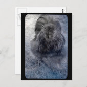 ふわふわのシルキー・ルースター氏 ポストカード (正面/裏面)