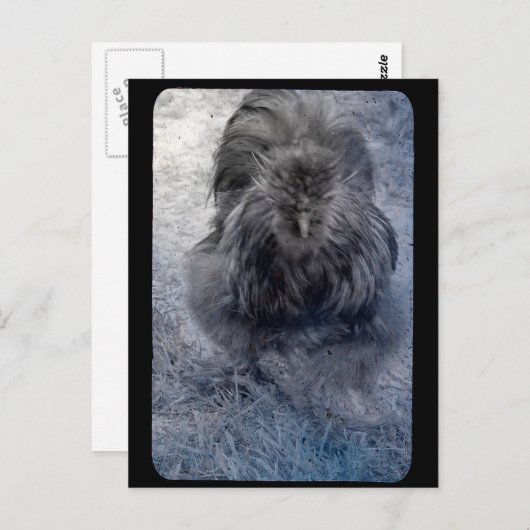 ふわふわのシルキー・ルースター氏 ポストカード (正面/裏面)