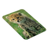 ふわふわのチーターの子 マグネット (右側)