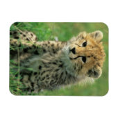 ふわふわのチーターの子 マグネット (横)