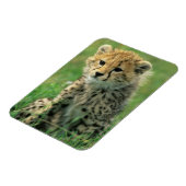ふわふわのチーターの子 マグネット (左側)
