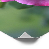 ふわふわのピンクのバラのポスター：バラ&散文20x16 ポスター (角)