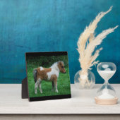 ふわふわの可愛らしいダートモアポニー フォトプラーク (インサイチュ)