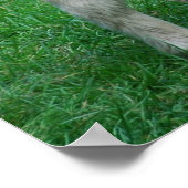 ふわふわの可愛らしいダートモアポニー ポスター (角)